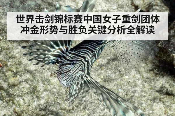 世界击剑锦标赛中国女子重剑团体冲金形势与胜负关键分析全解读